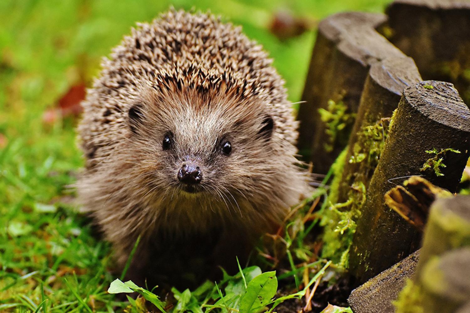 hedgehog-1759027_800px.jpg