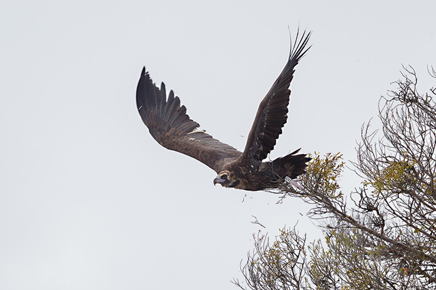 lavande-2020-12-19-faucon-robert-chevalier_d9c0235-x-800px.jpg