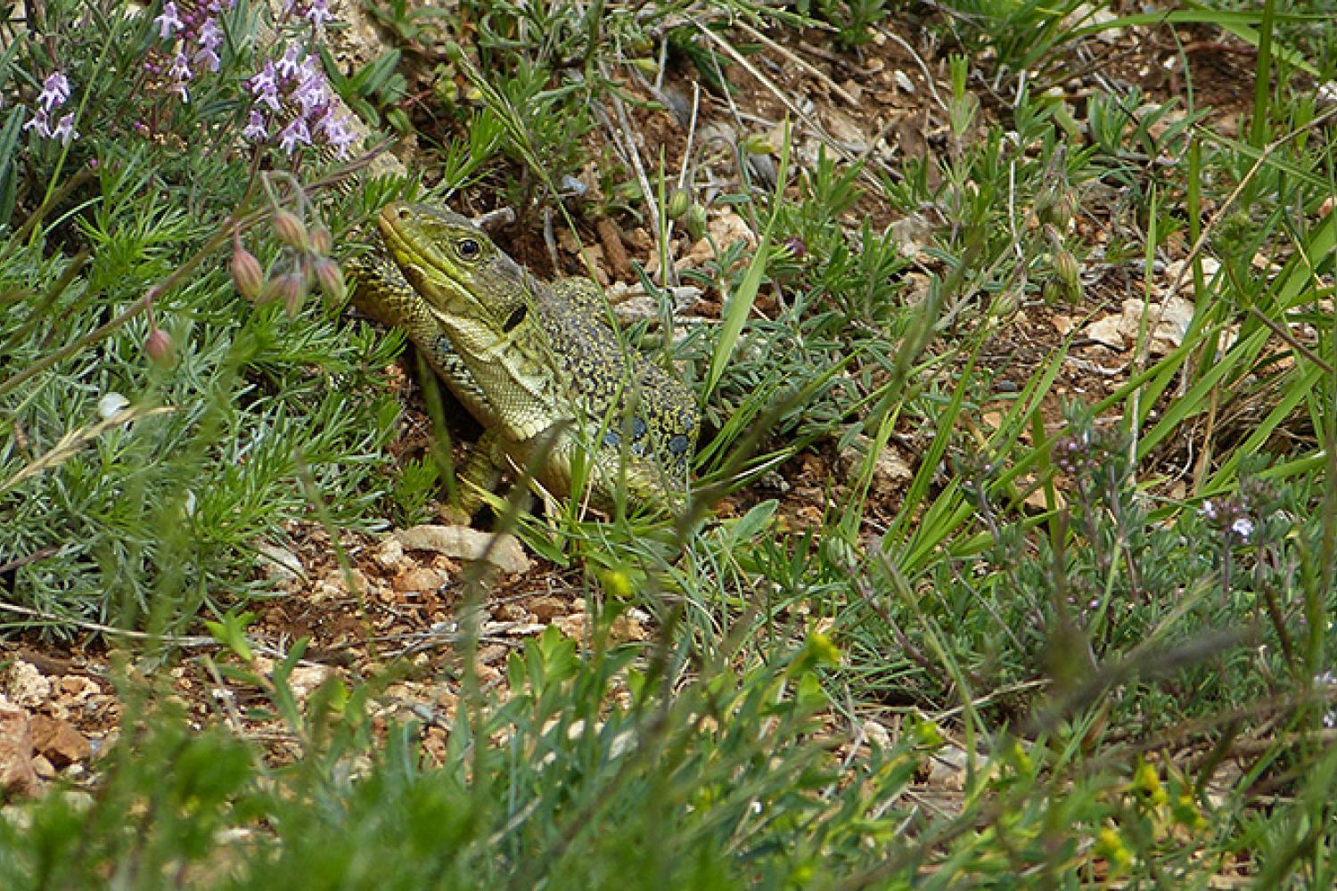 lezrd-ocelle-malthieux-4-800px.jpg