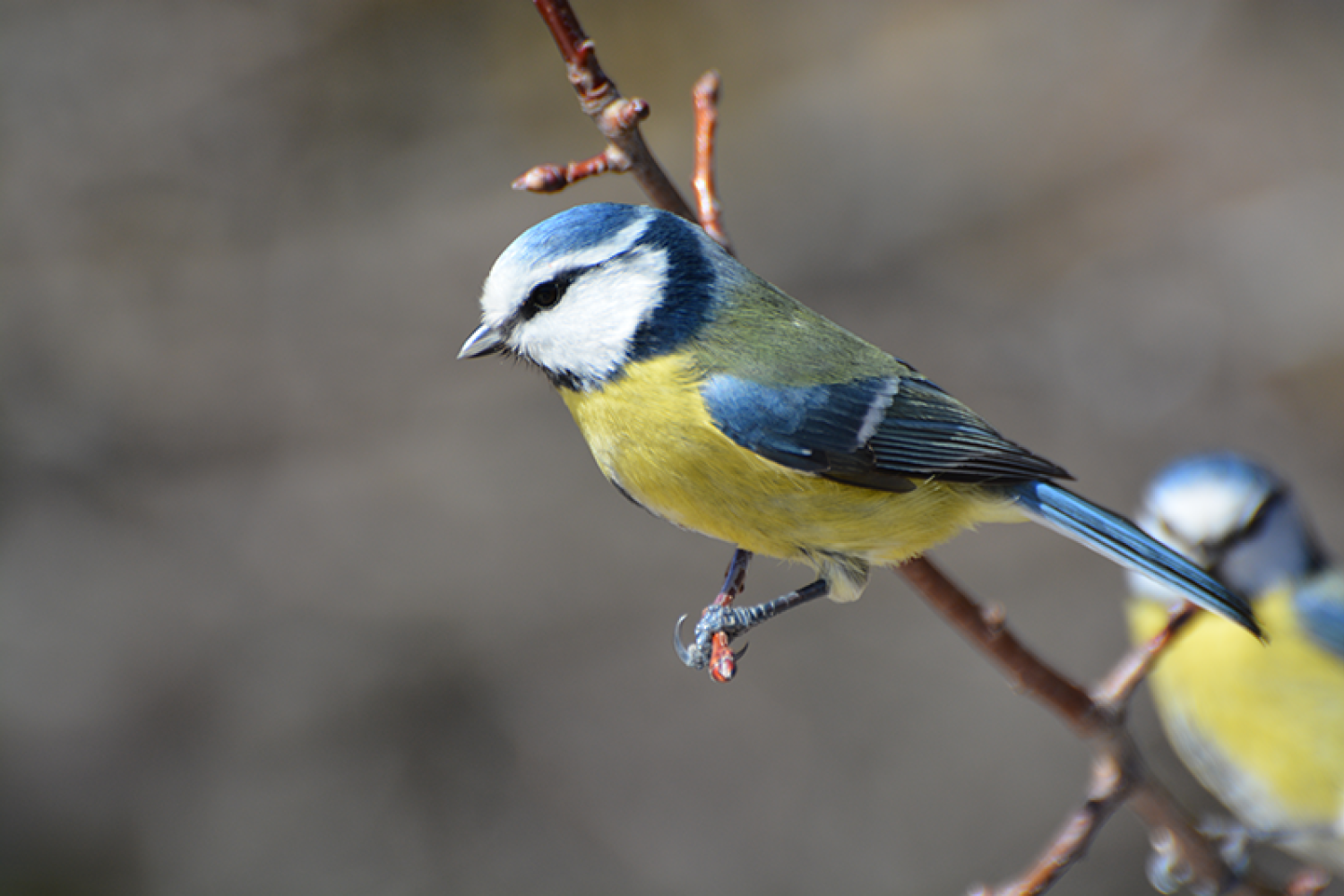 mesange-bleu-f-breton-800px.png