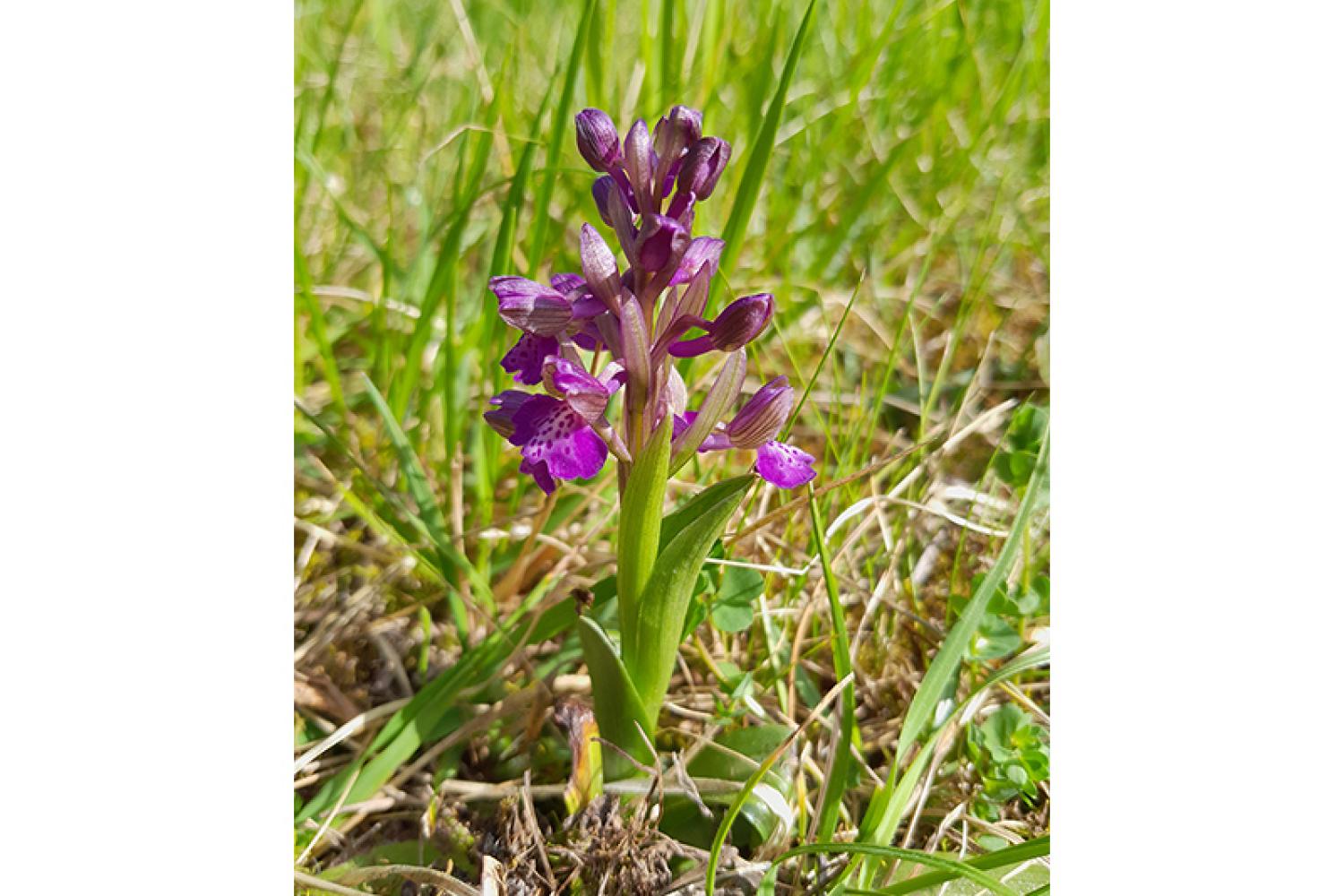 orchis-bouffon-800x600px.jpg