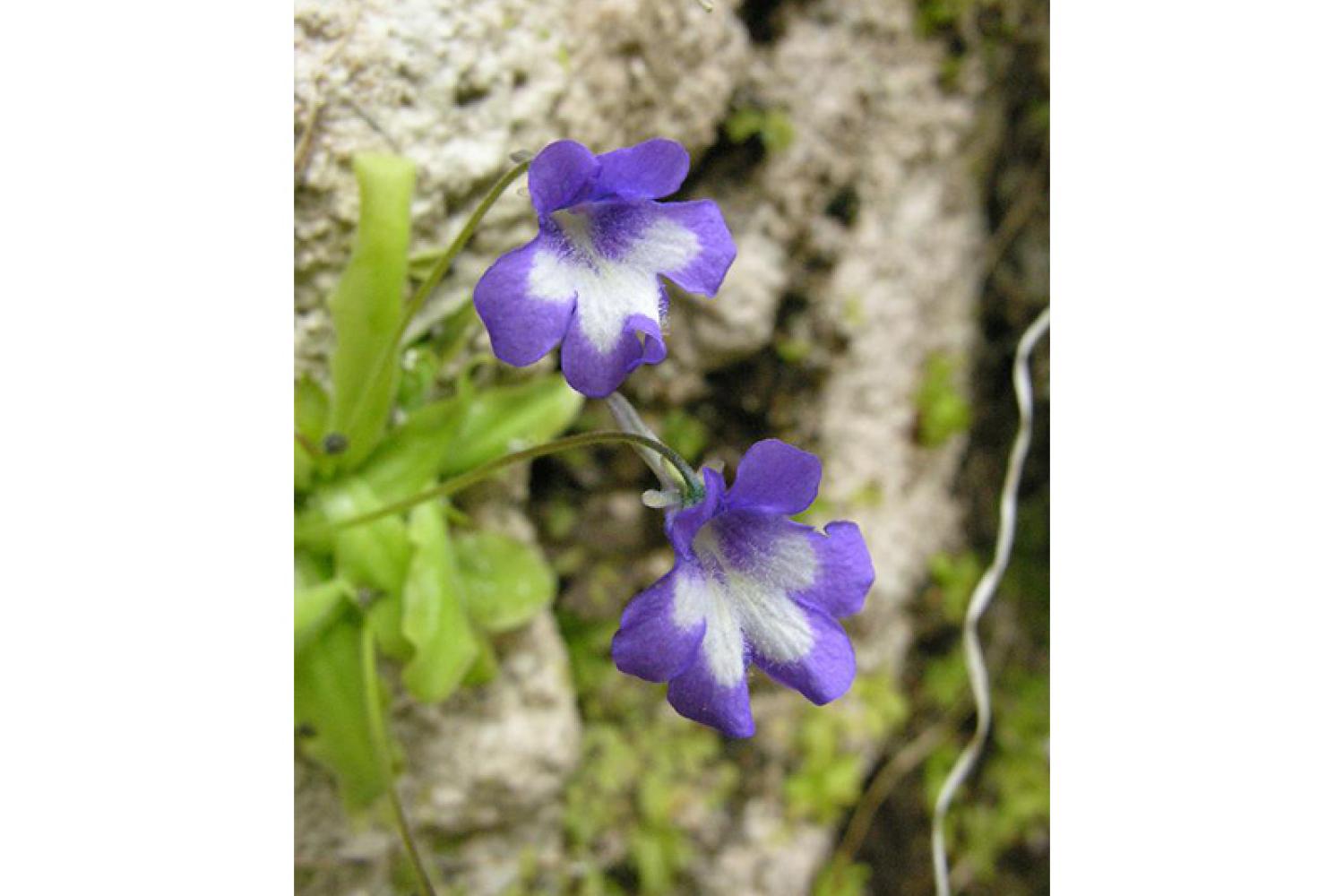 pinguicula-reichenbachiana_inpn-800px.jpg