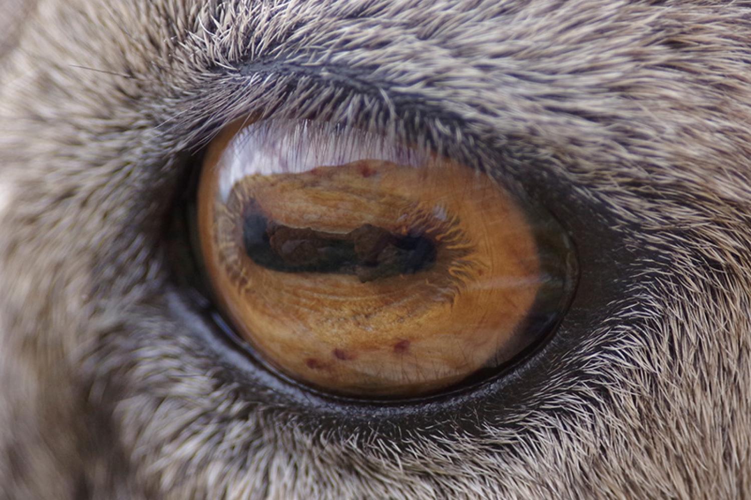 zim_ibex-eye-800px.jpg