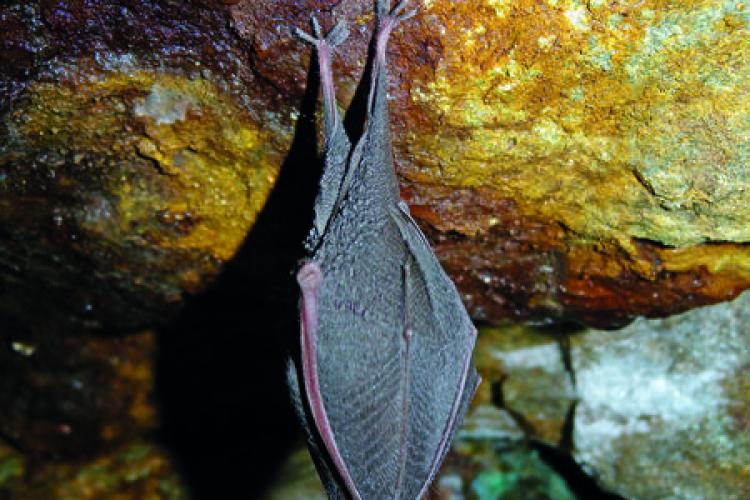 Image - Un rhinolophe dans son gîte