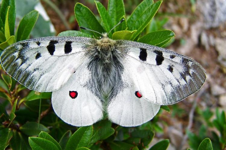 Papillon gazeli - Auteur : ARCHIMBAUD Philippe