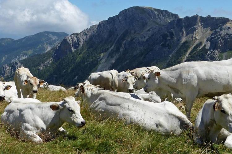Vaches piémontaises - Auteur : MALTHIEUX Laurent: