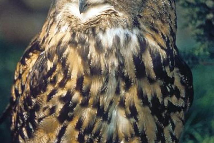 Les oiseaux nocturnes de nos montagnes_Châteauneuf-d'Entraunes - Grand duc d'Europe