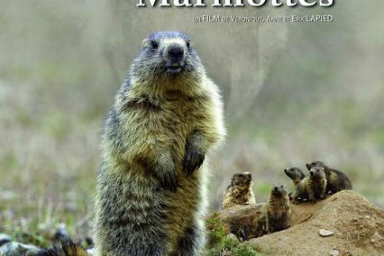 "Le clan des marmottes"_Péone - affiche du film