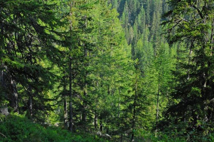 forêt
