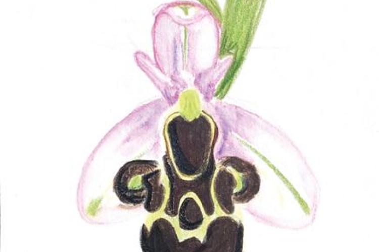 Ophris abeille par Ambre Gaude, artistre peintre - Ophris abeille par Ambre Gaude, artistre peintre