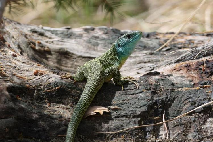 Lézard à deux bandes - Lézard à deux bandes