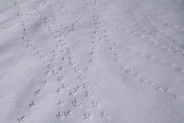 Traces de Tétras lyre dans la neige - Traces de Tétras lyre dans la neige