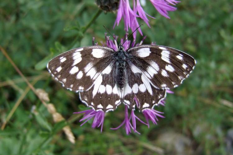 Découverte des papillons au jardin et fabrication d'eau florale_Tende