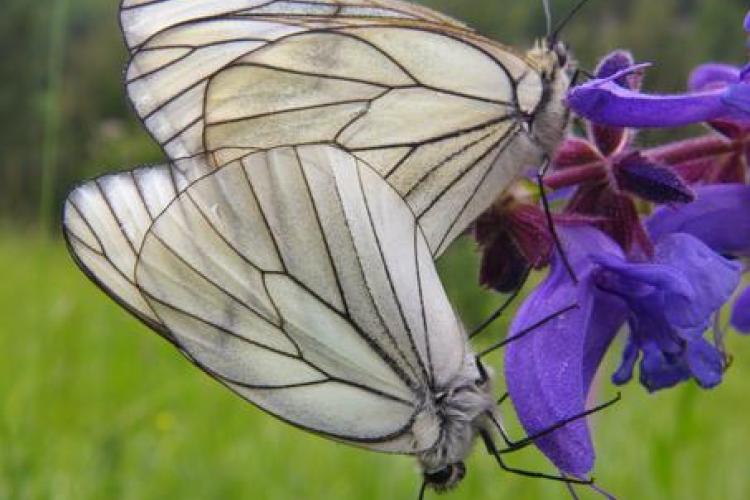 Découverte des papillons au jardin et fabrication d'eau florale_Tende