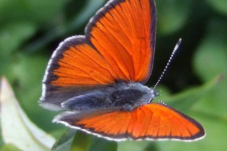 Découverte des papillons au jardin et fabrication d'eau florale_Tende