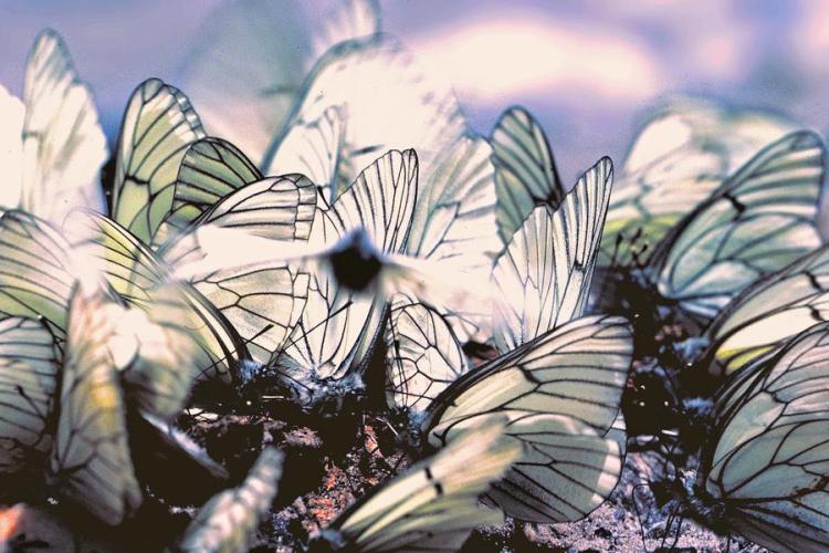 Découverte des papillons au jardin et fabrication d'eau florale_Tende