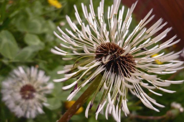 Conférence en plein-air : Communication des plantes et des arbres, une approche sensible et scientifique_Tende