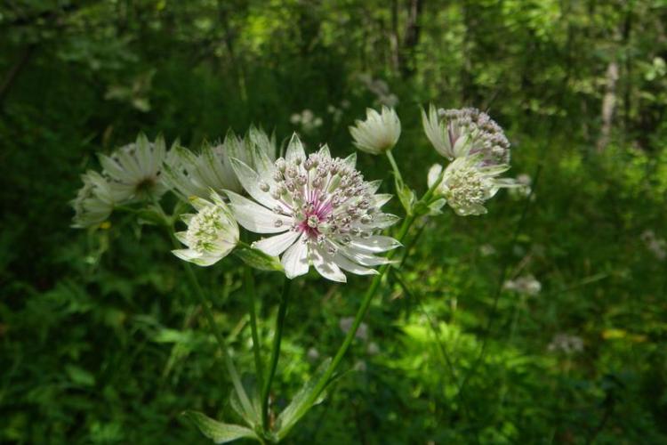 Conférence en plein-air : Communication des plantes et des arbres, une approche sensible et scientifique_Tende