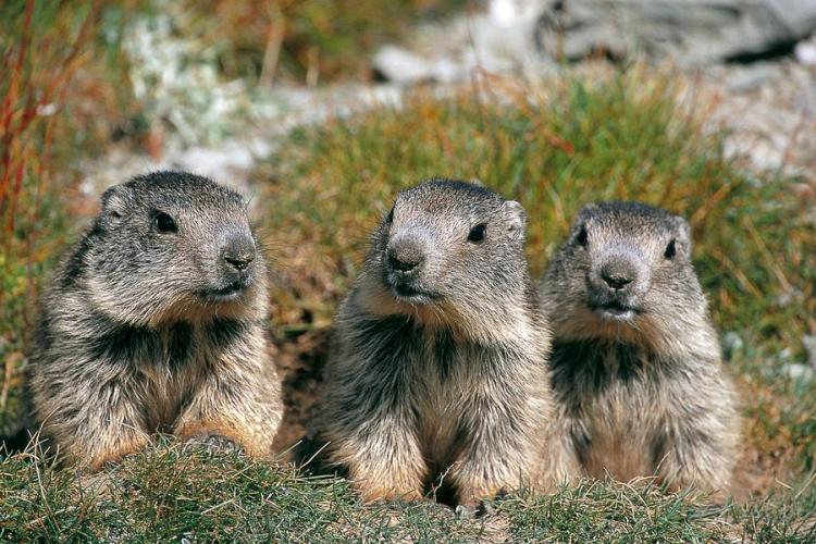 Le clan des marmottes : film en refuge_Tende