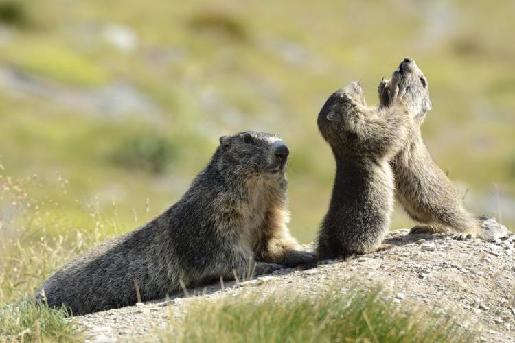Le clan des marmottes : film en refuge_Tende