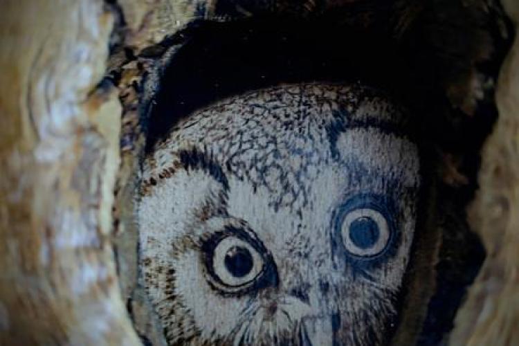 "La lumière nuit" : visite de l'exposition suivie d'une balade nocturne_Tende
